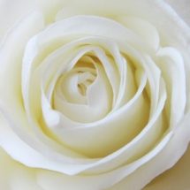 Rose blanche ?